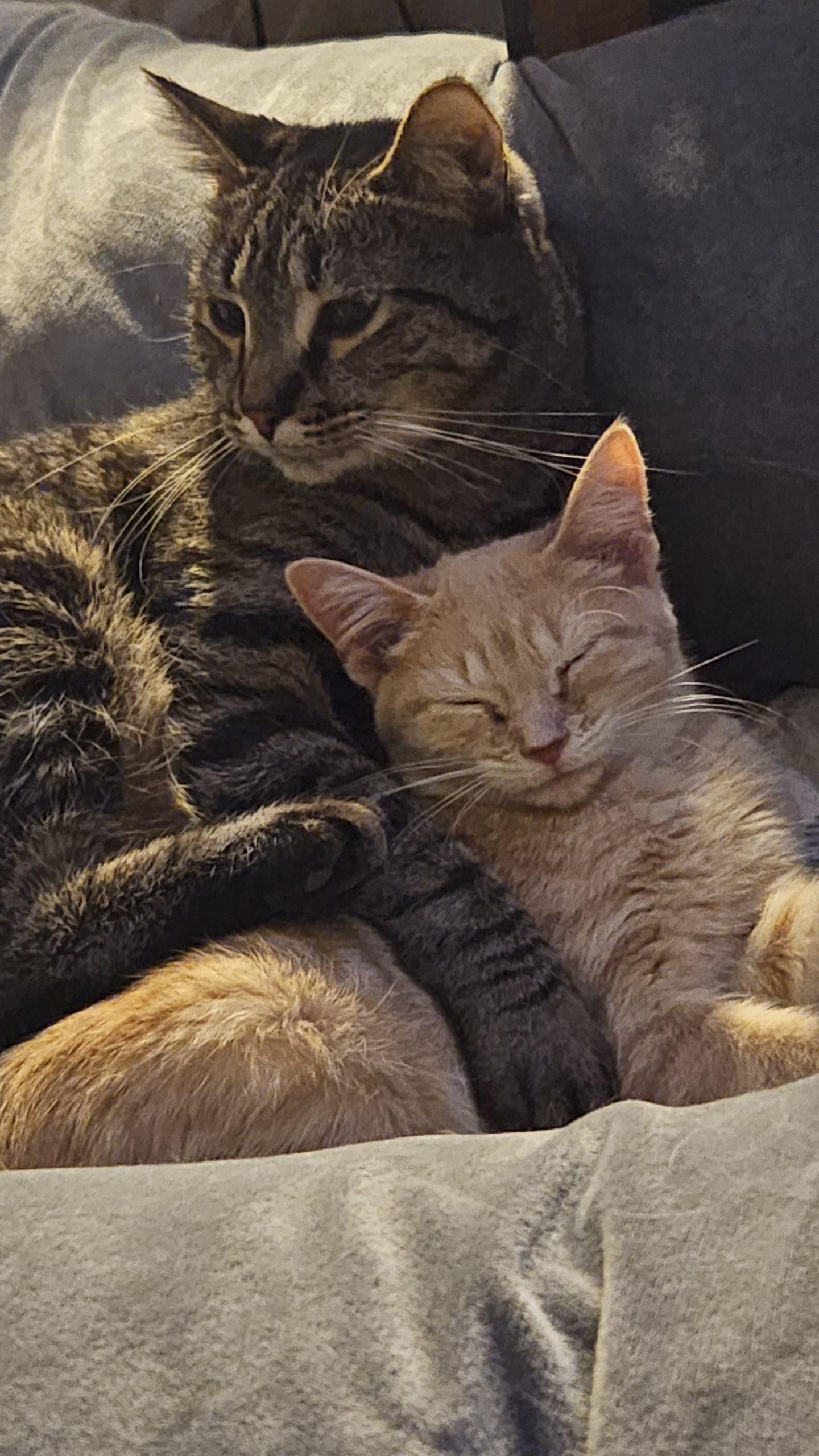 Enlarge Polar Bear - At Pet Supplies Plus, a ADOPTABLE Domestic Short Hair in Kalamazoo, MI image 2/6