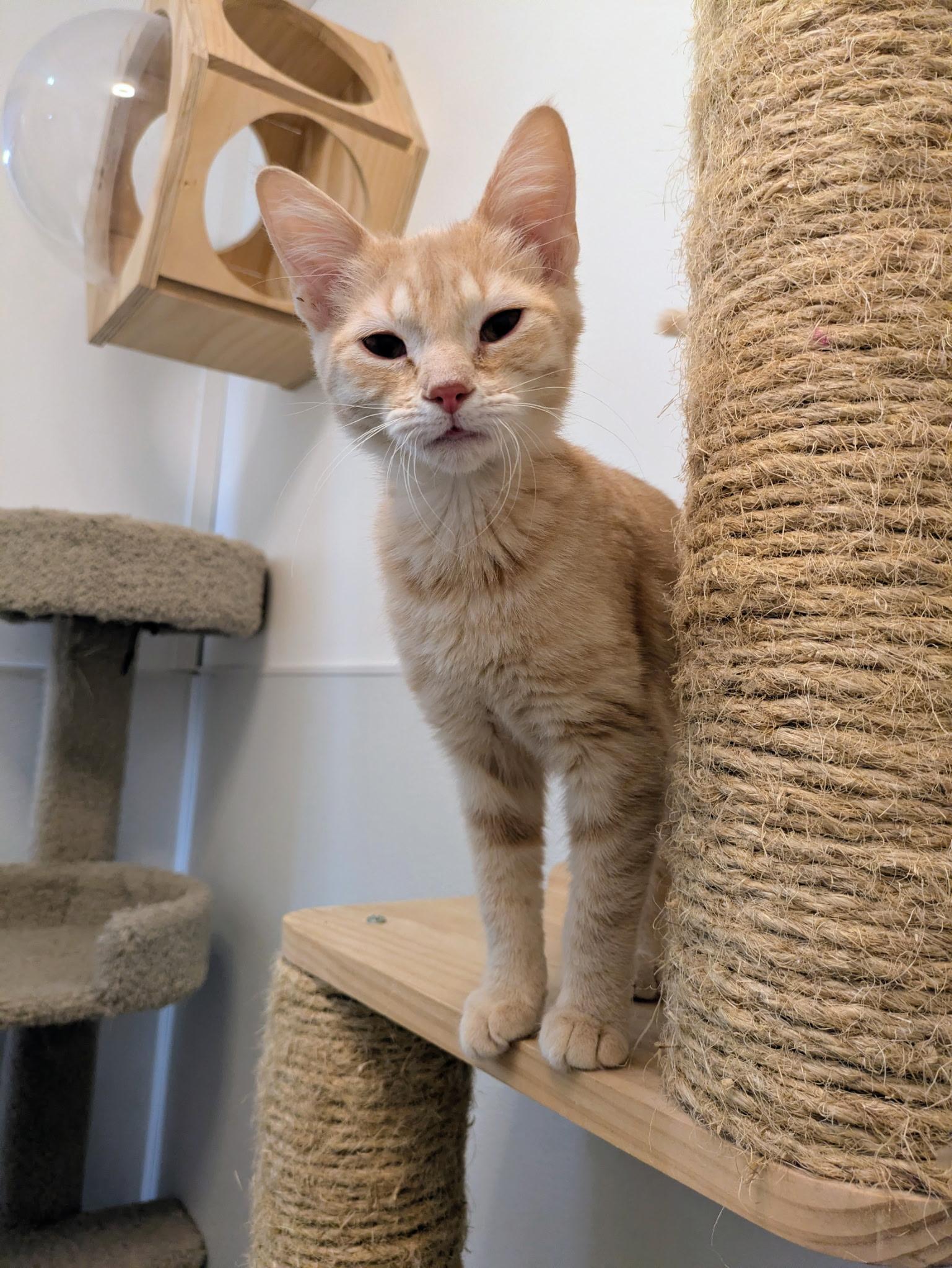 Enlarge Polar Bear - At Pet Supplies Plus, a ADOPTABLE Domestic Short Hair in Kalamazoo, MI image 3/6