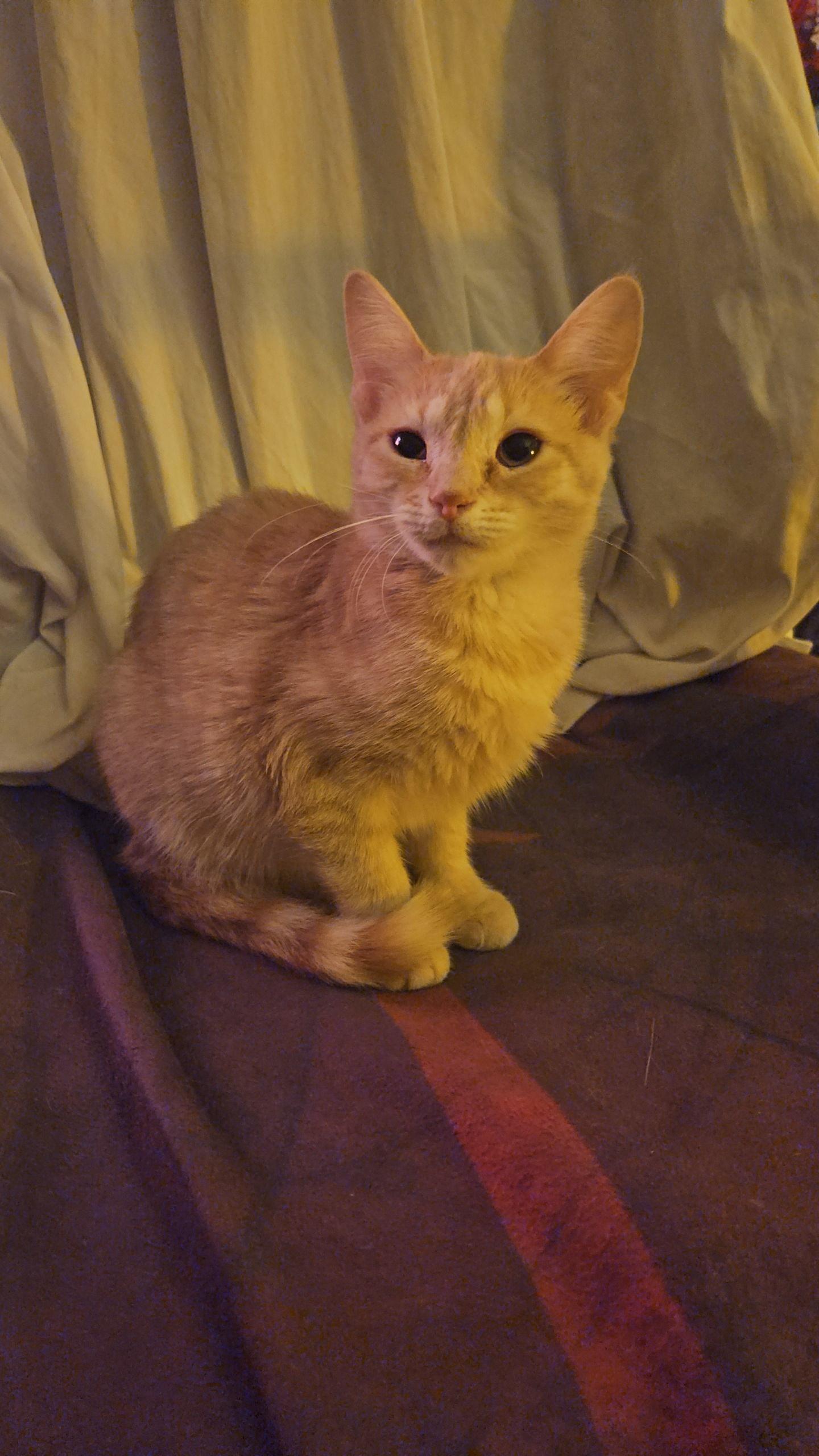 Enlarge Polar Bear - At Pet Supplies Plus, a ADOPTABLE Domestic Short Hair in Kalamazoo, MI image 6/6