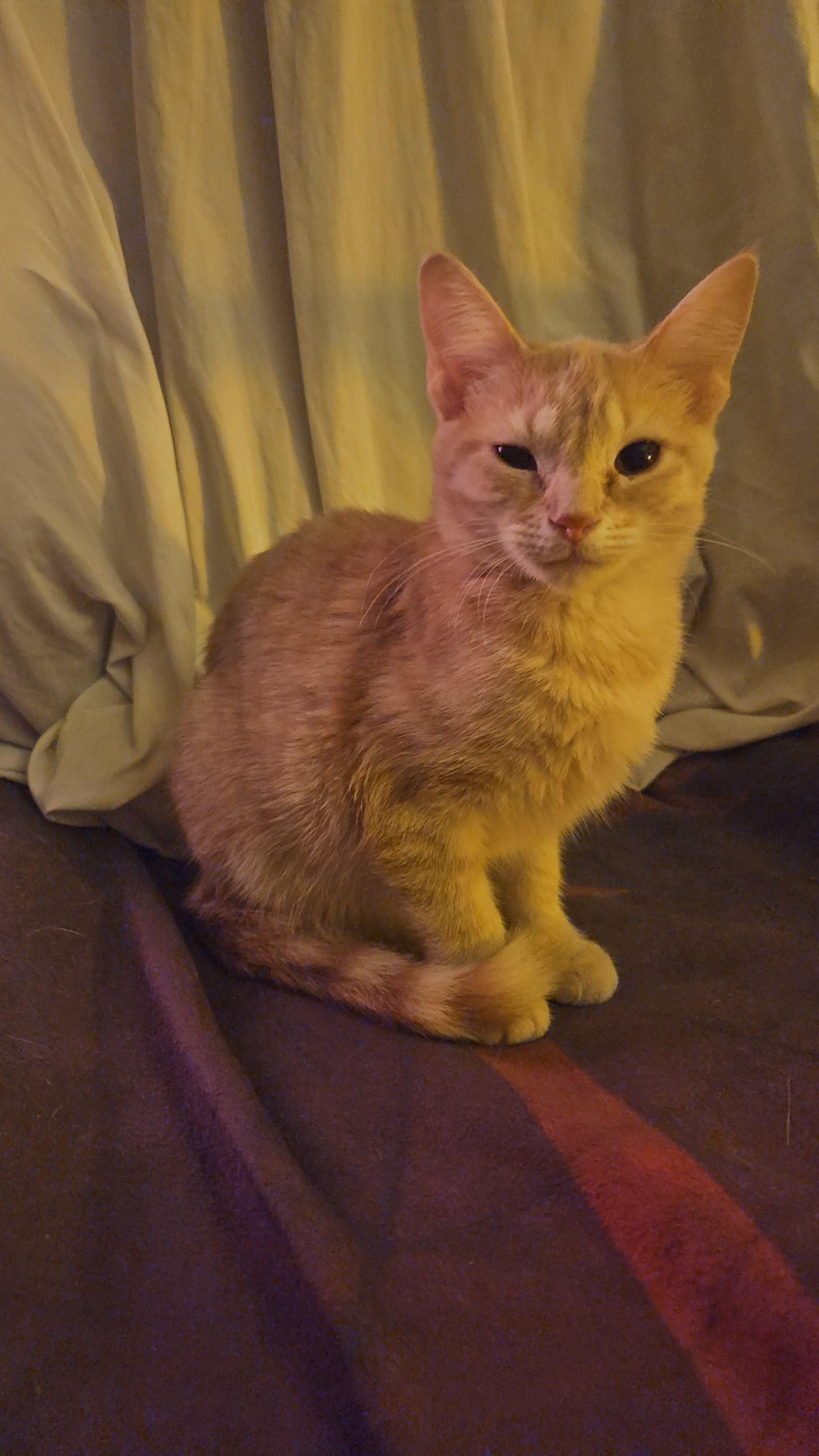 Enlarge Polar Bear - At Pet Supplies Plus, a ADOPTABLE Domestic Short Hair in Kalamazoo, MI image 4/6