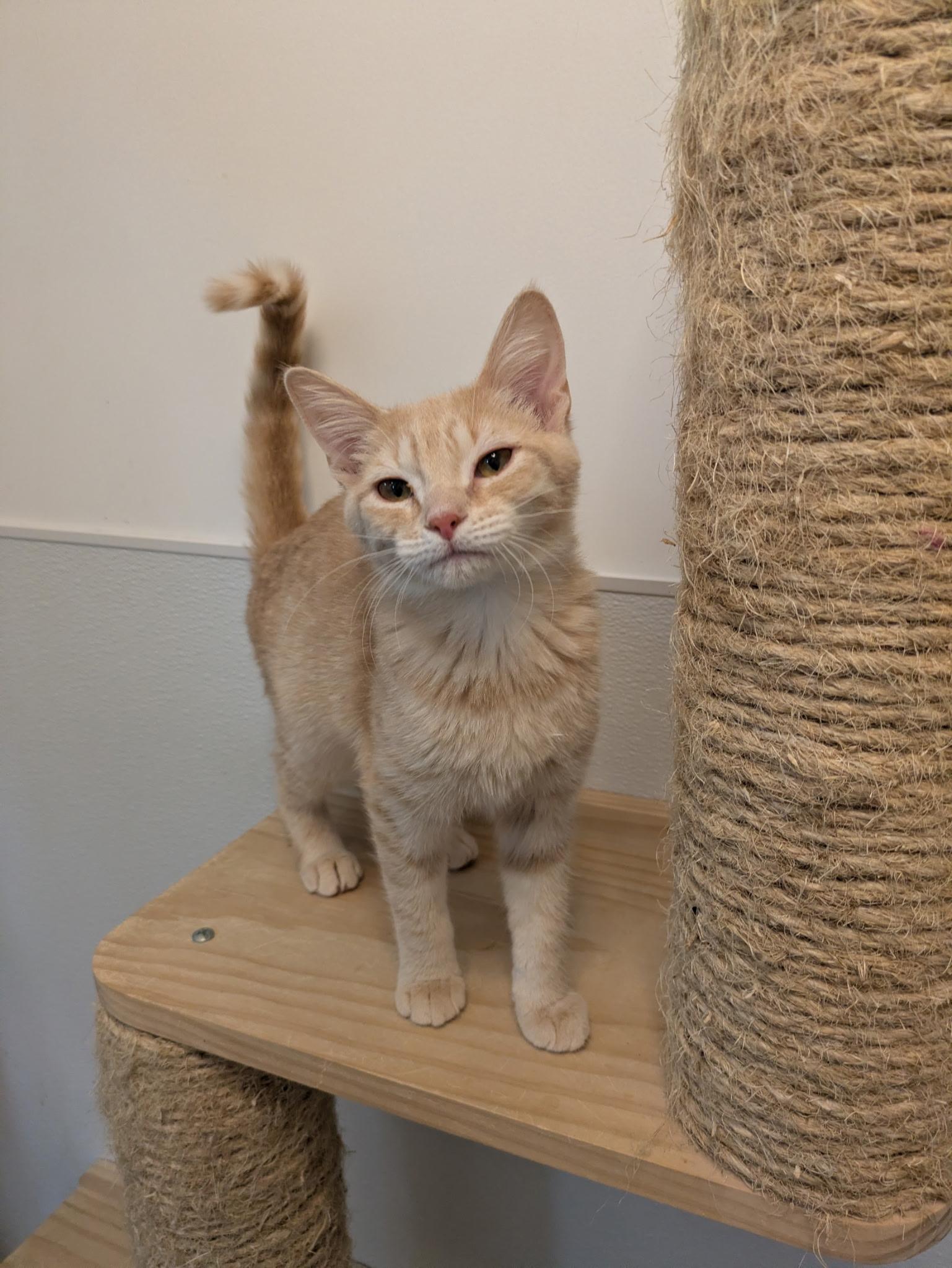 Polar Bear - At Pet Supplies Plus, ADOPTABLE, Kitten Female Domestic Short Hair.