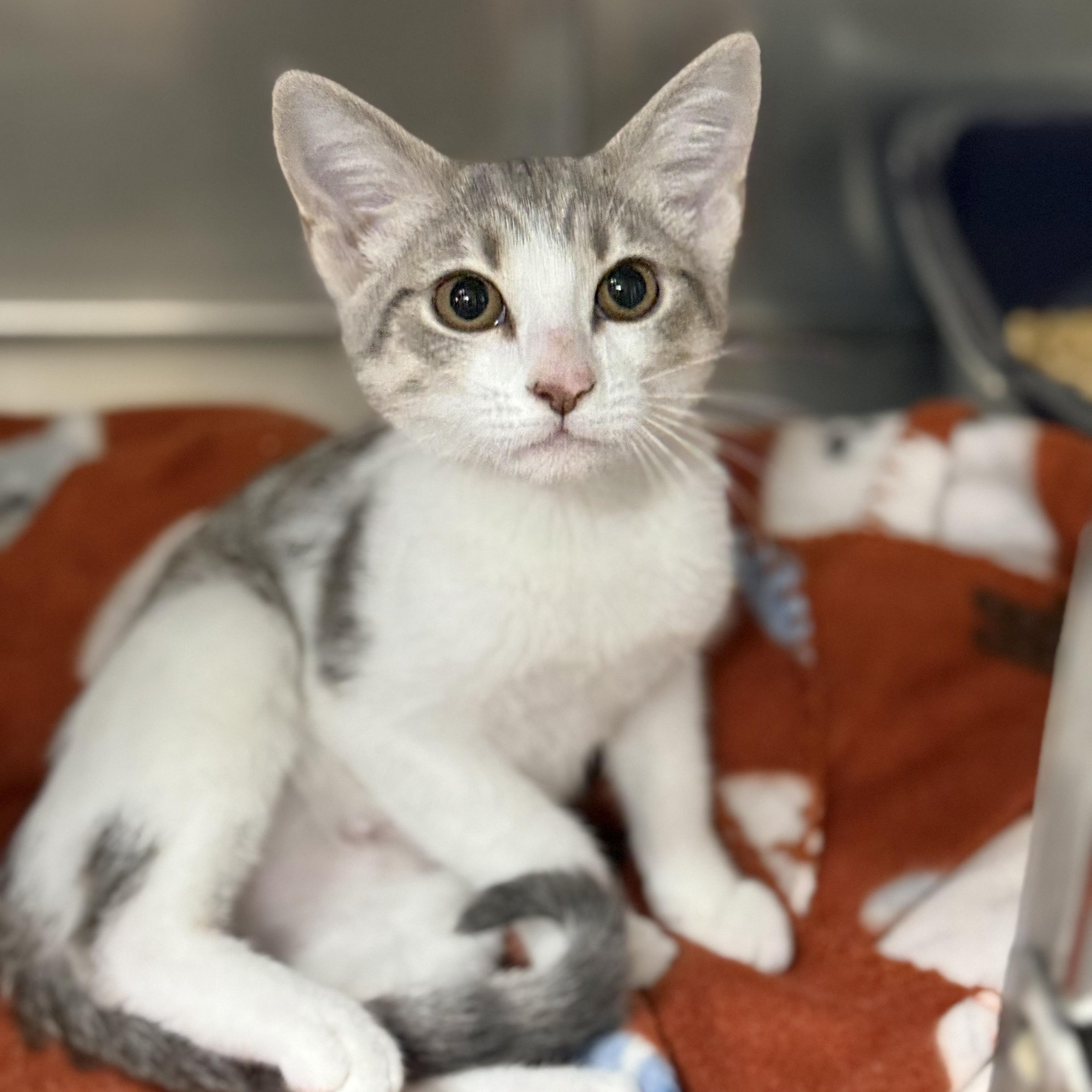 Enlarge Mikasa, a ADOPTABLE Domestic Short Hair in Collierville, TN image 3/6