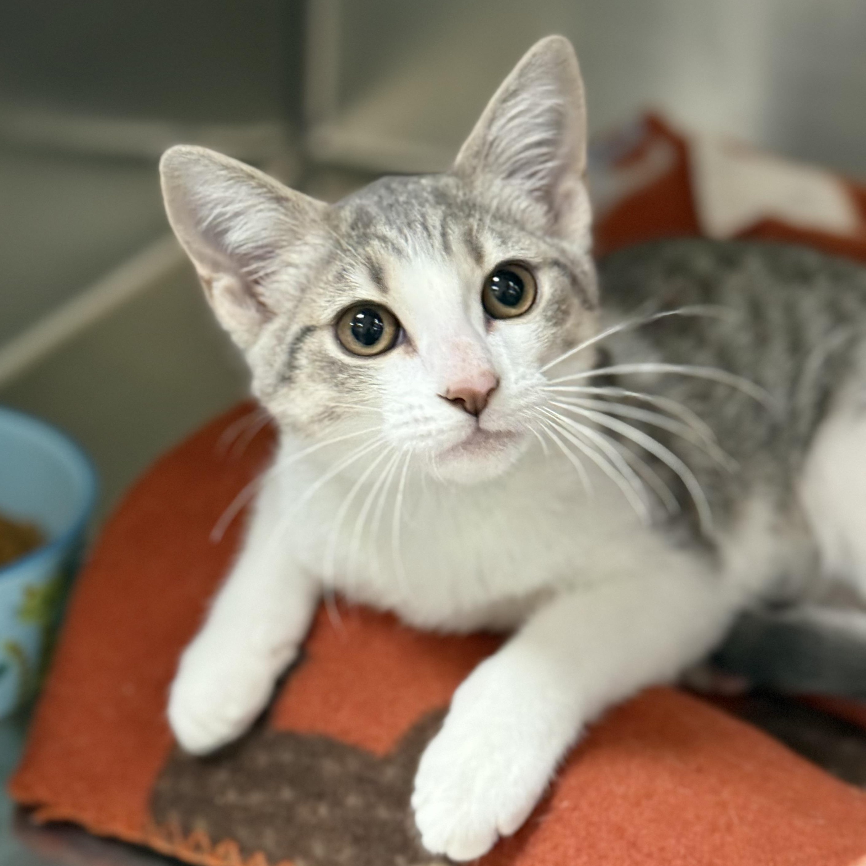 Enlarge Mikasa, a ADOPTABLE Domestic Short Hair in Collierville, TN image 6/6