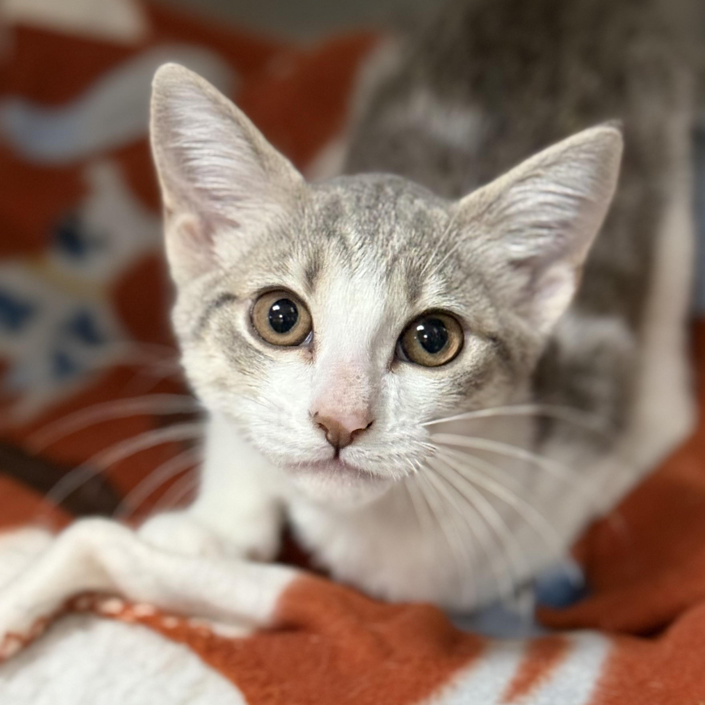 Enlarge Mikasa, a ADOPTABLE Domestic Short Hair in Collierville, TN image 4/6