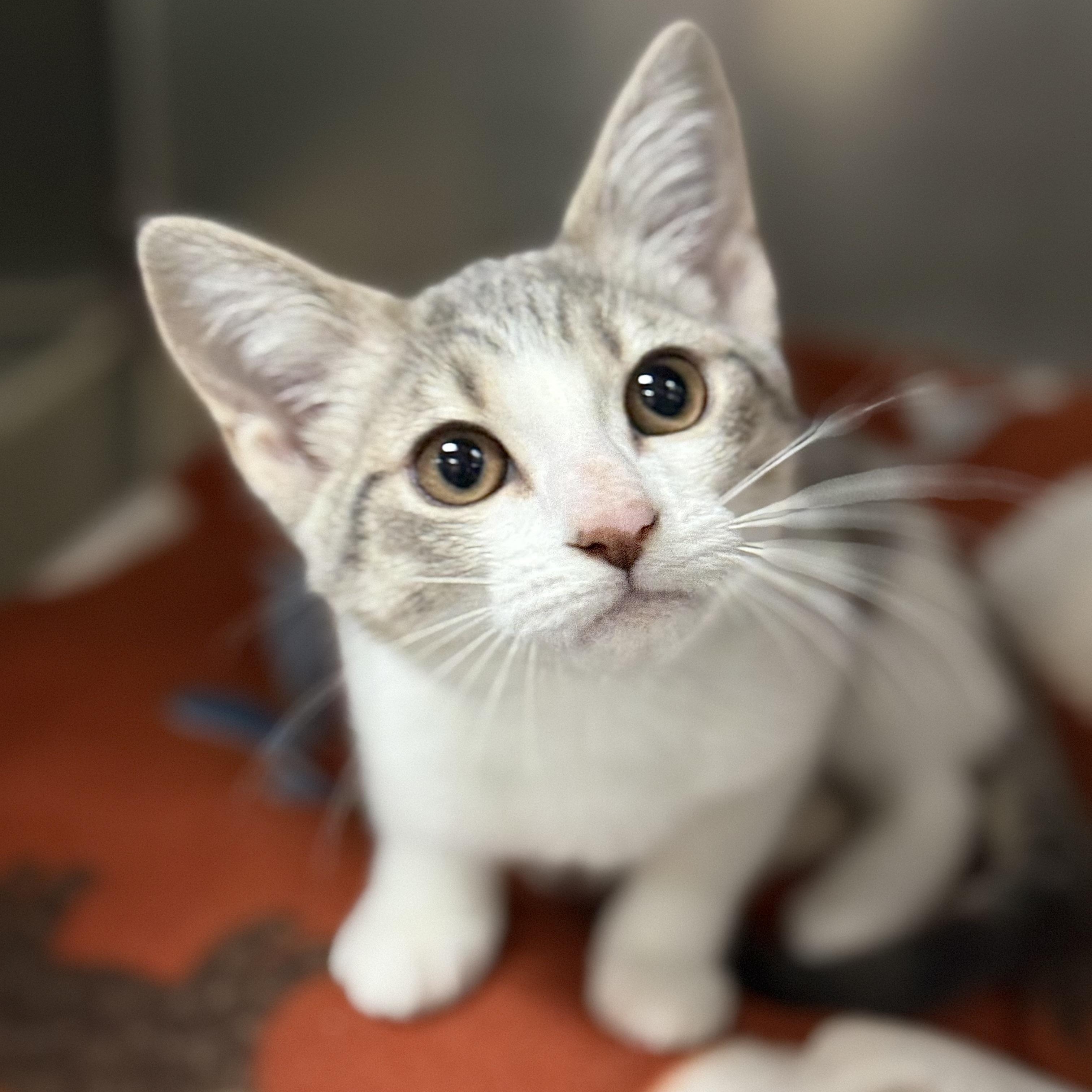 Mikasa, ADOPTABLE, Kitten Female Domestic Short Hair.