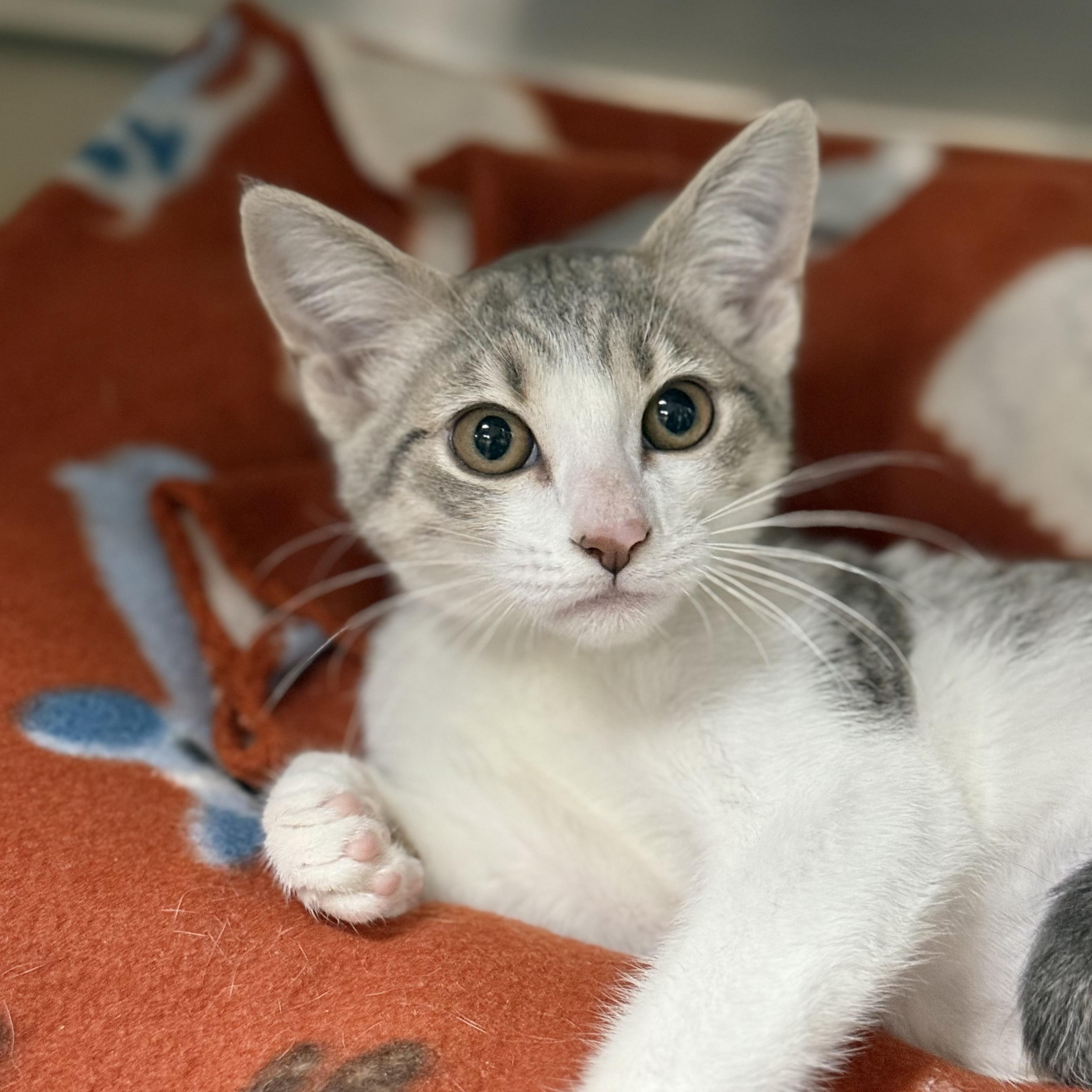 Enlarge Mikasa, a ADOPTABLE Domestic Short Hair in Collierville, TN image 2/6