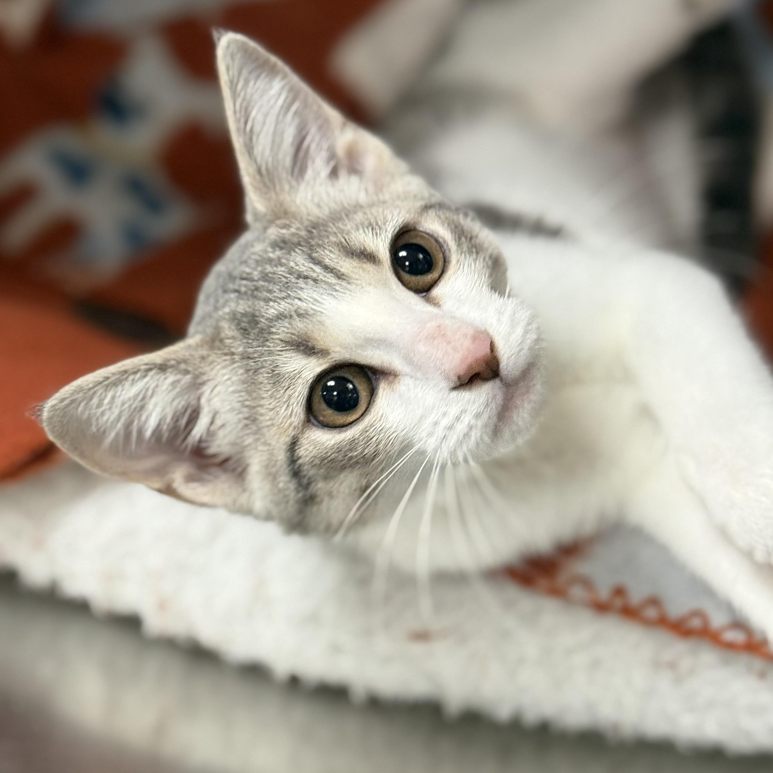 Enlarge Mikasa, a ADOPTABLE Domestic Short Hair in Collierville, TN image 5/6