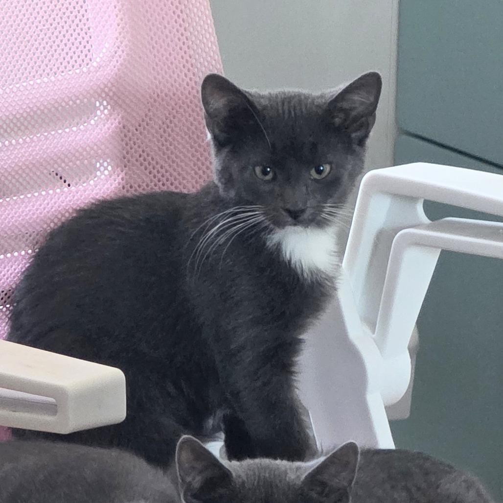 Bunkaroo, a Adoptable mixed breed in Staten Island, NY image 1/3