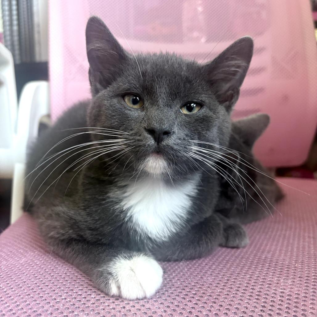 Bunkaroo, a Adoptable mixed breed in Staten Island, NY image 2/3