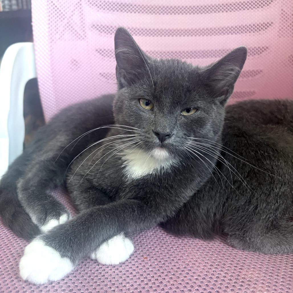 Bunkaroo, a Adoptable mixed breed in Staten Island, NY image 3/3