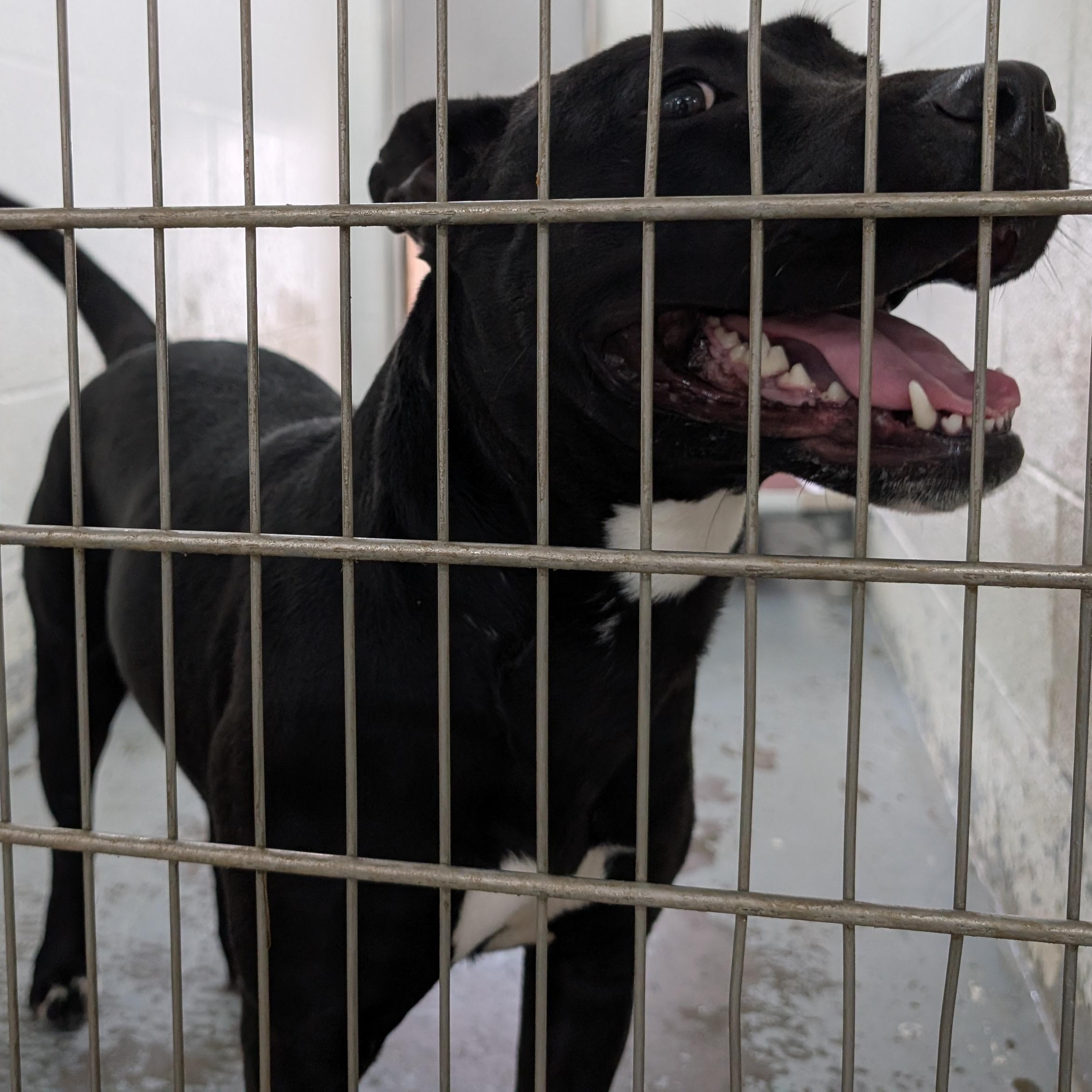 190395 Maple LOOKING FOR OWNER, ADOPTABLE, Adult Female Pit Bull Terrier.
