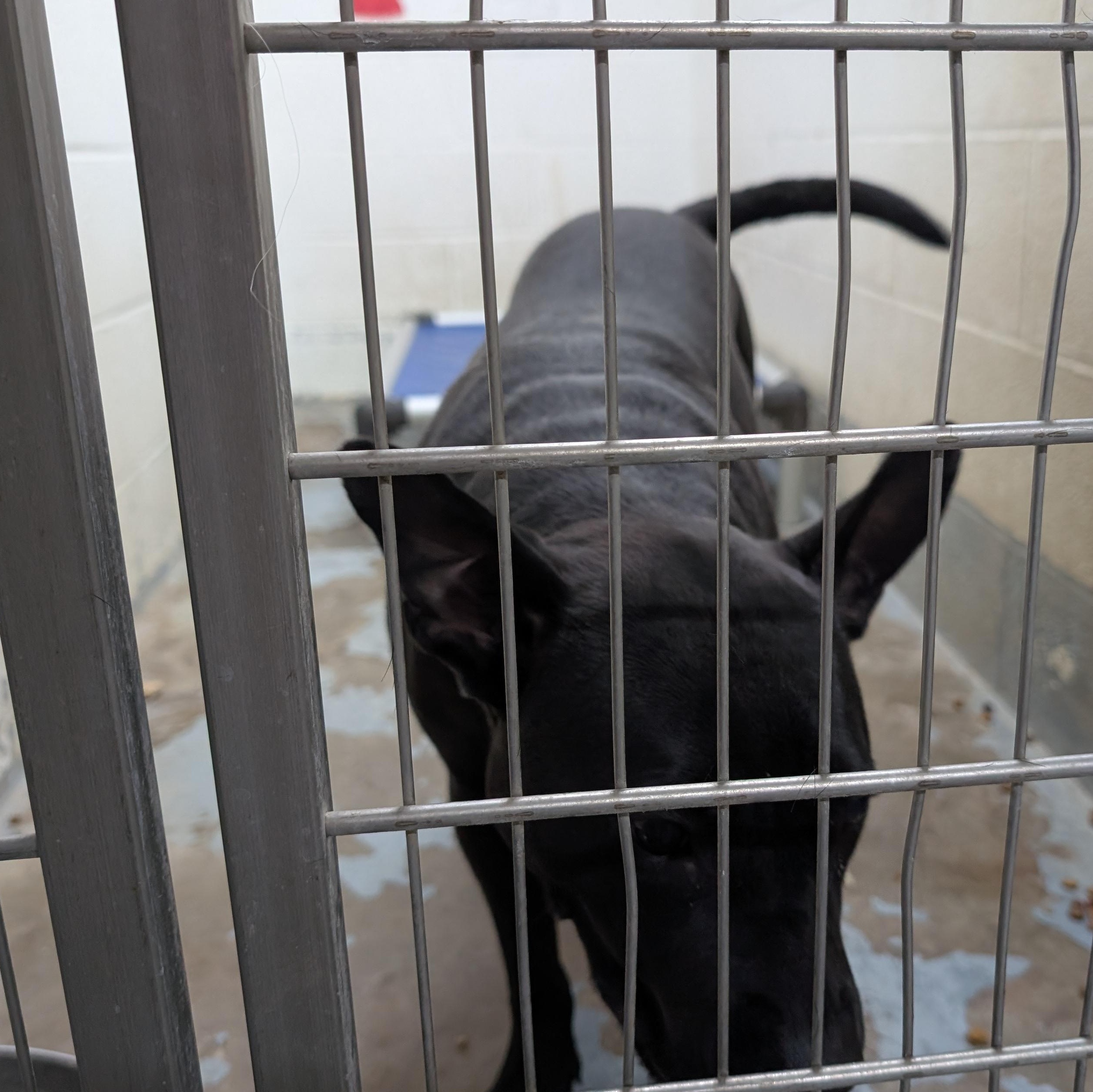 190395 LOOKING FOR OWNER, ADOPTABLE, Adult Female Pit Bull Terrier.
