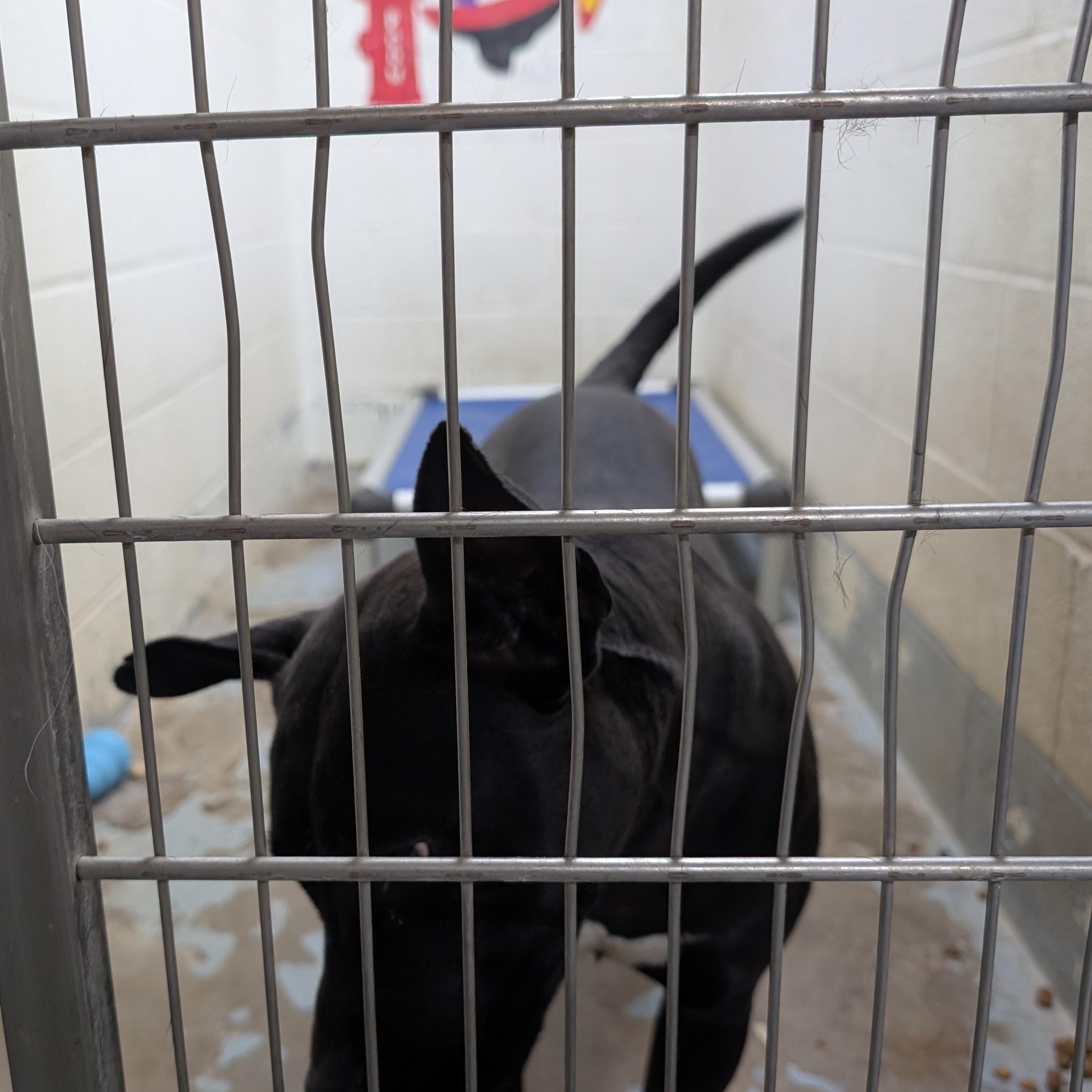 Enlarge 190395 LOOKING FOR OWNER, a ADOPTABLE mixed breed in Ravenna, OH image 2/2