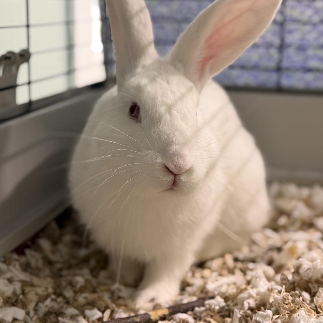 Enlarge Hooper, a Adoptable New Zealand in Pittsford, VT image 1/2