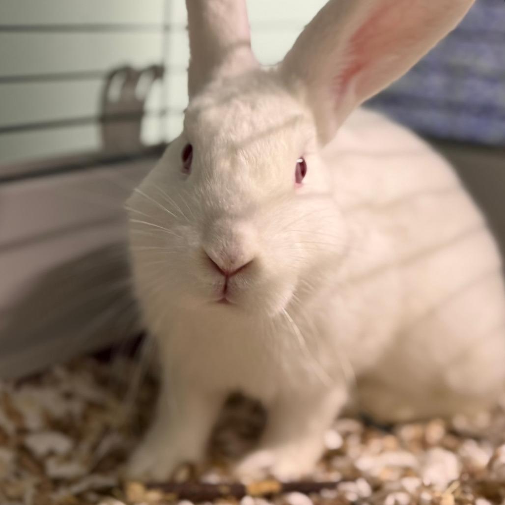 Enlarge Hooper, a Adoptable New Zealand in Pittsford, VT image 2/2
