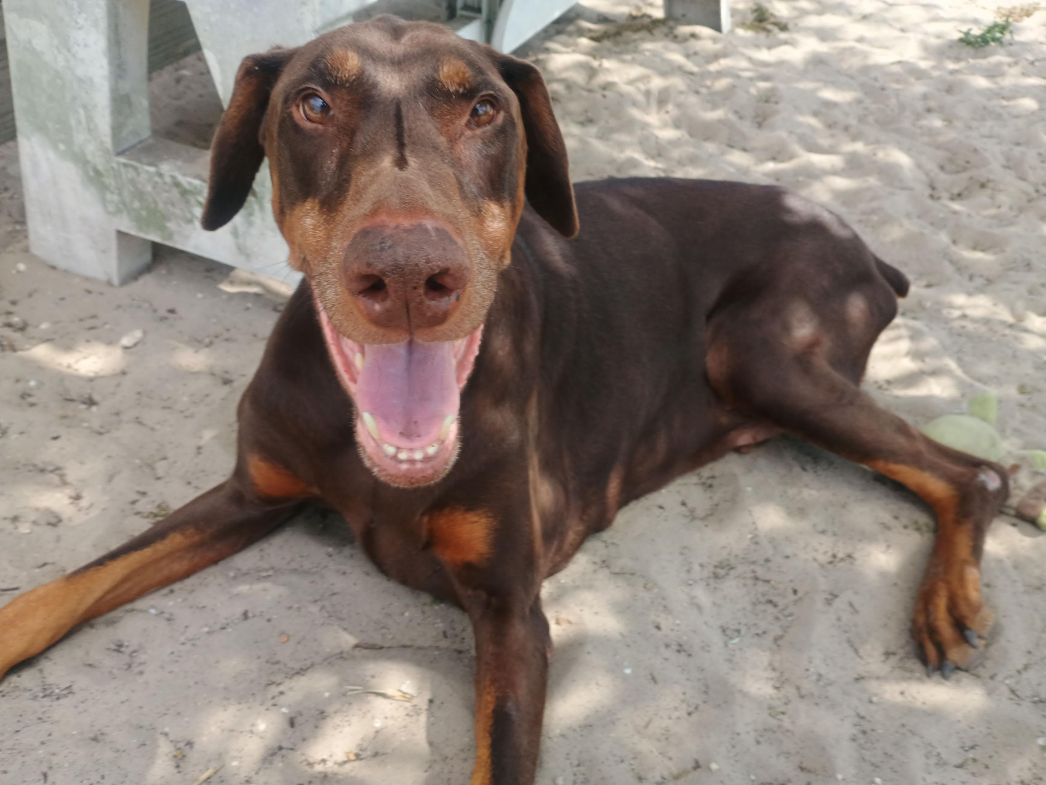 T. Rex, adoptable, Adult Male Doberman Pinscher.