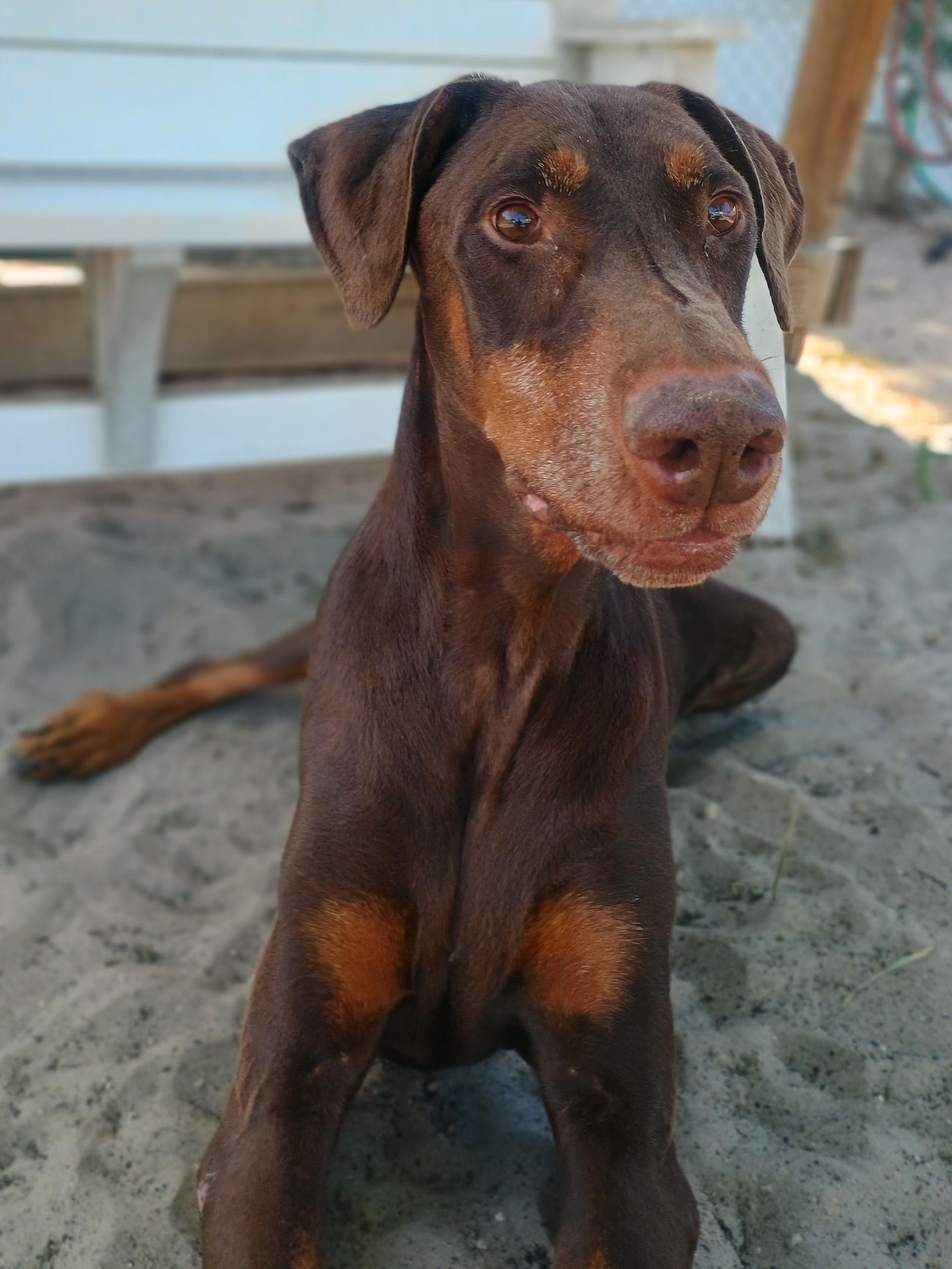 Enlarge T. Rex, an adoptable Doberman Pinscher in New Port Richey, FL image 2/2