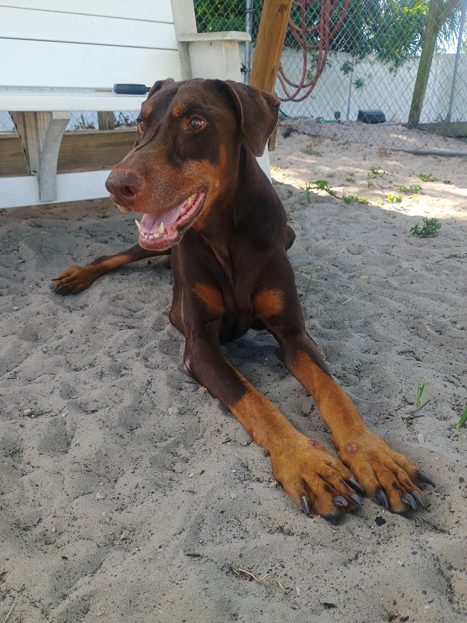 T. Rex, adoptable, Adult Male Doberman Pinscher.