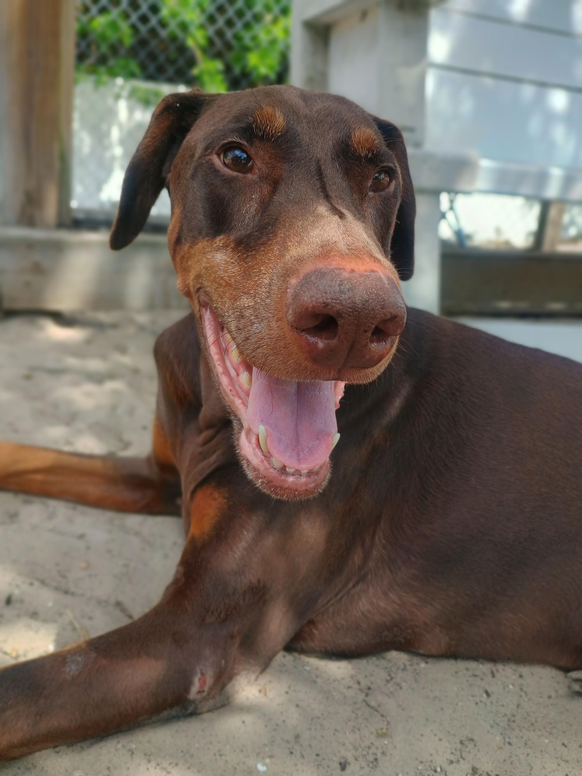T. Rex, an adoptable Doberman Pinscher in New Port Richey, FL image 4/4