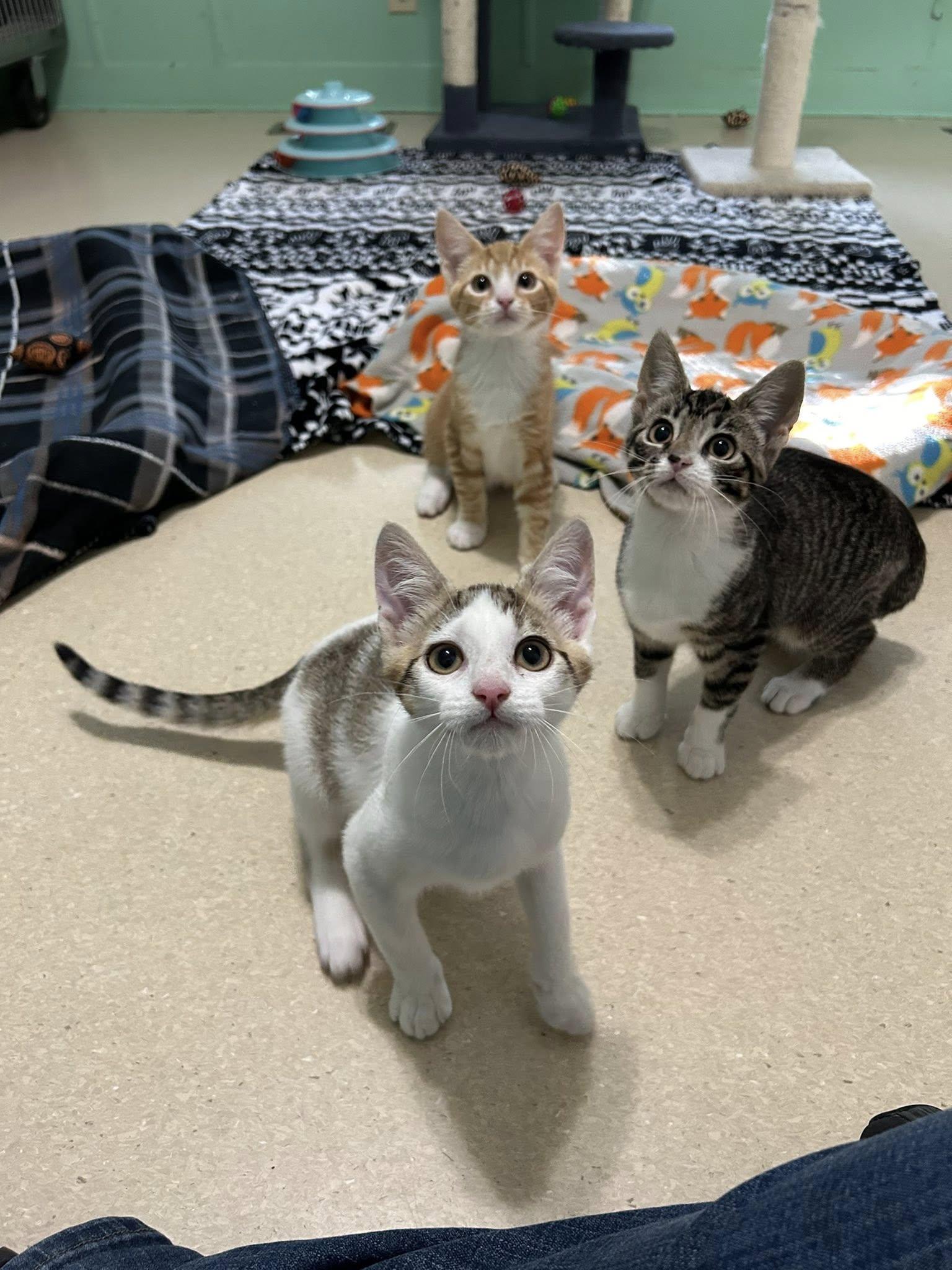 Amber, Adoptable, Kitten Female Domestic Short Hair.