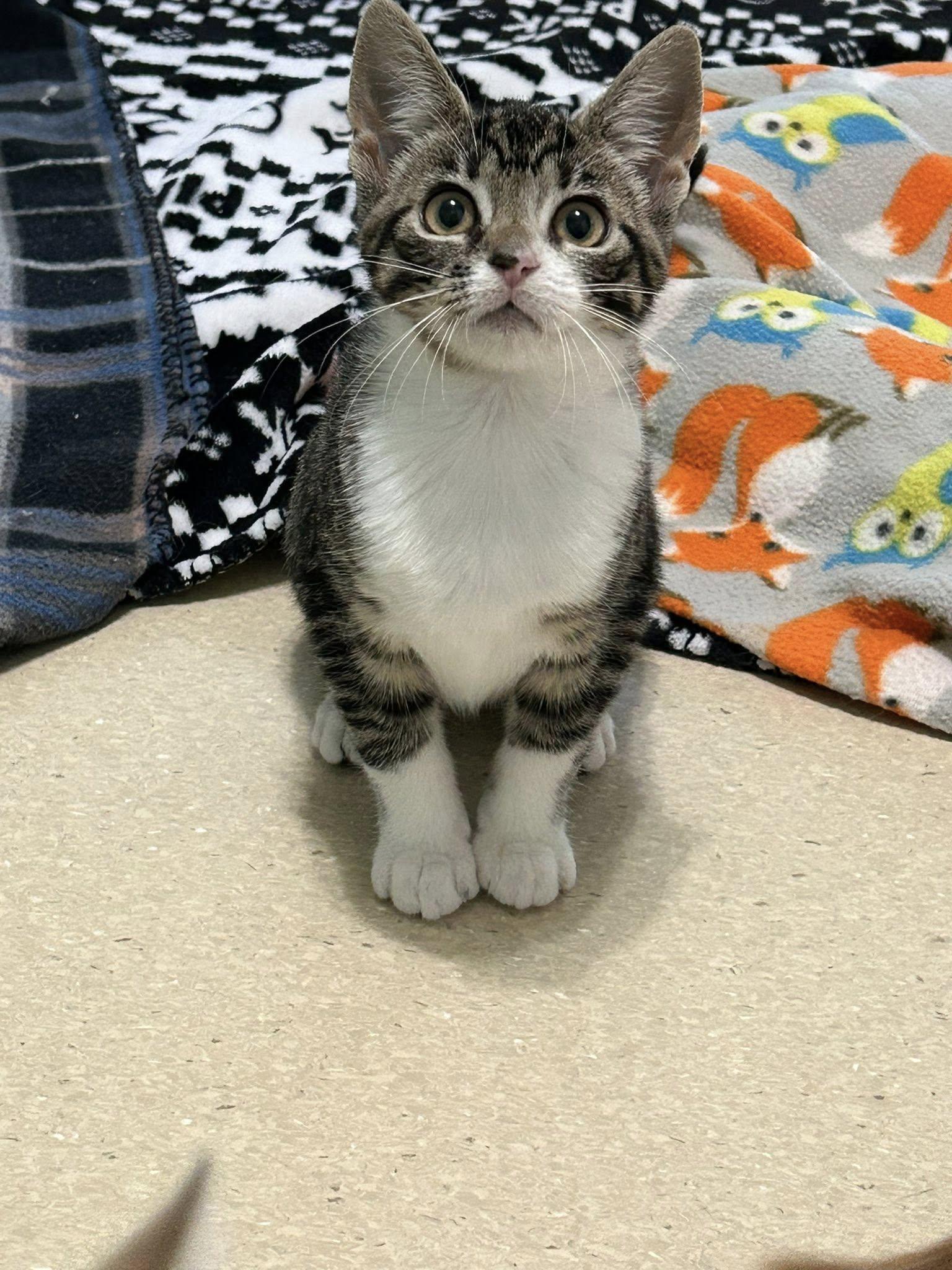 Amber, a Adoptable Domestic Short Hair in Dellslow, WV image 4/6