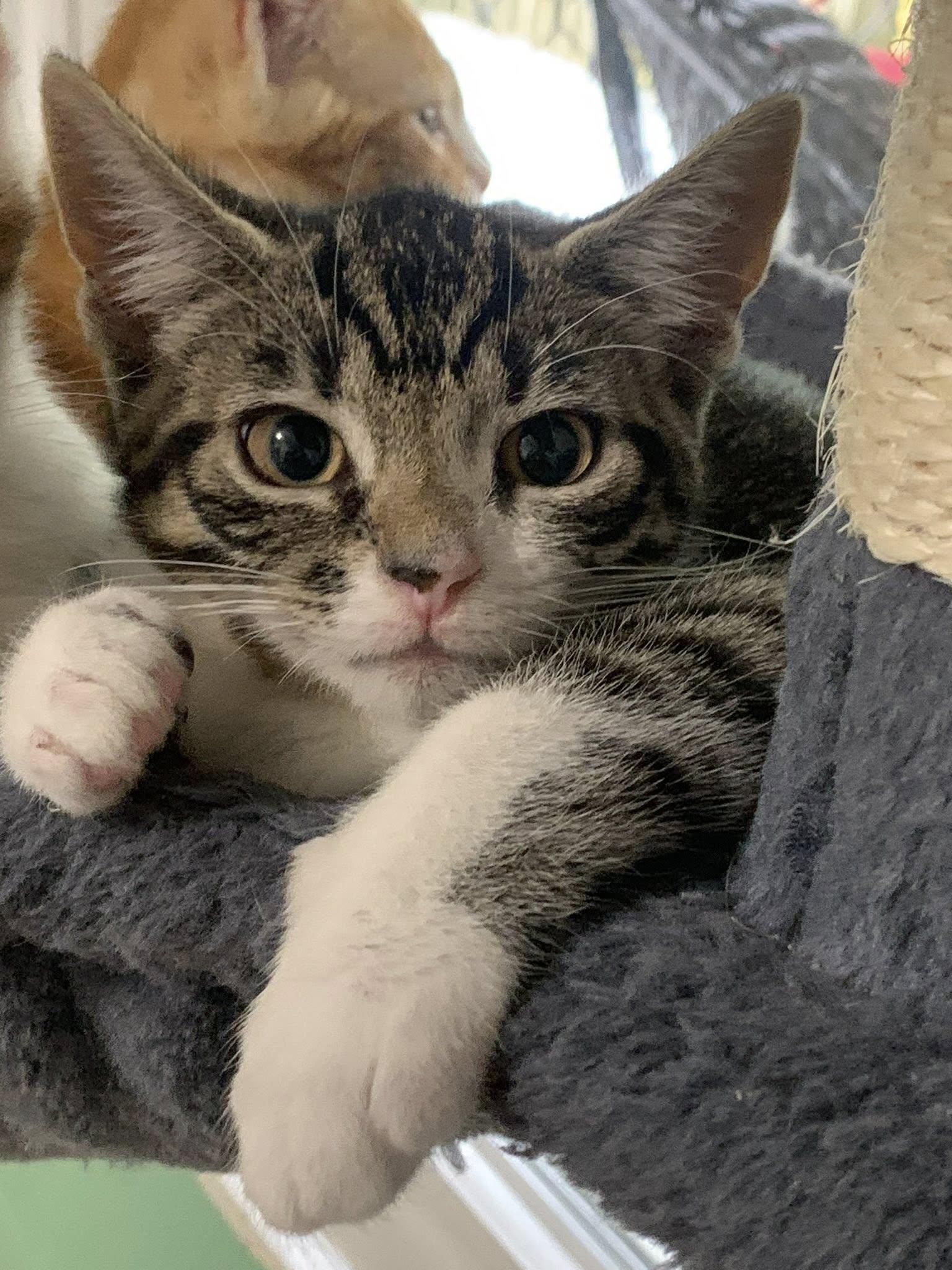 Amber, a Adoptable Domestic Short Hair in Dellslow, WV image 5/6