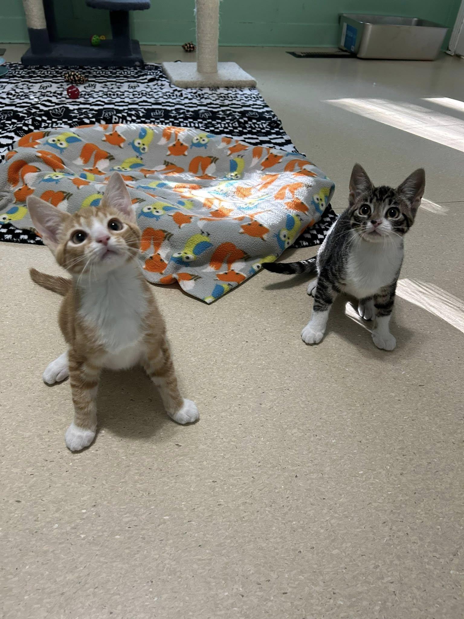 Amber, a Adoptable Domestic Short Hair in Dellslow, WV image 6/6