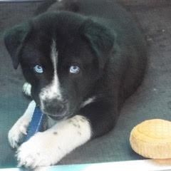 Briar — thumbnail 2