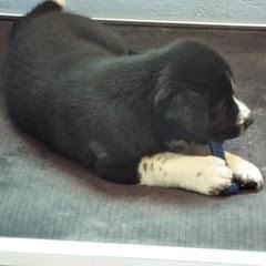 Briar — thumbnail 3