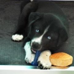 Briar — thumbnail 4