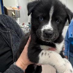 Briar — thumbnail 5