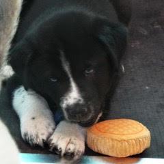 Briar — thumbnail 6