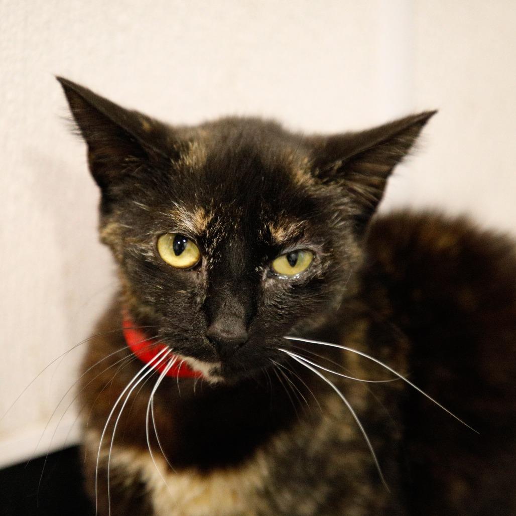 Jeanie, Adoptable, Adult Female Domestic Short Hair.