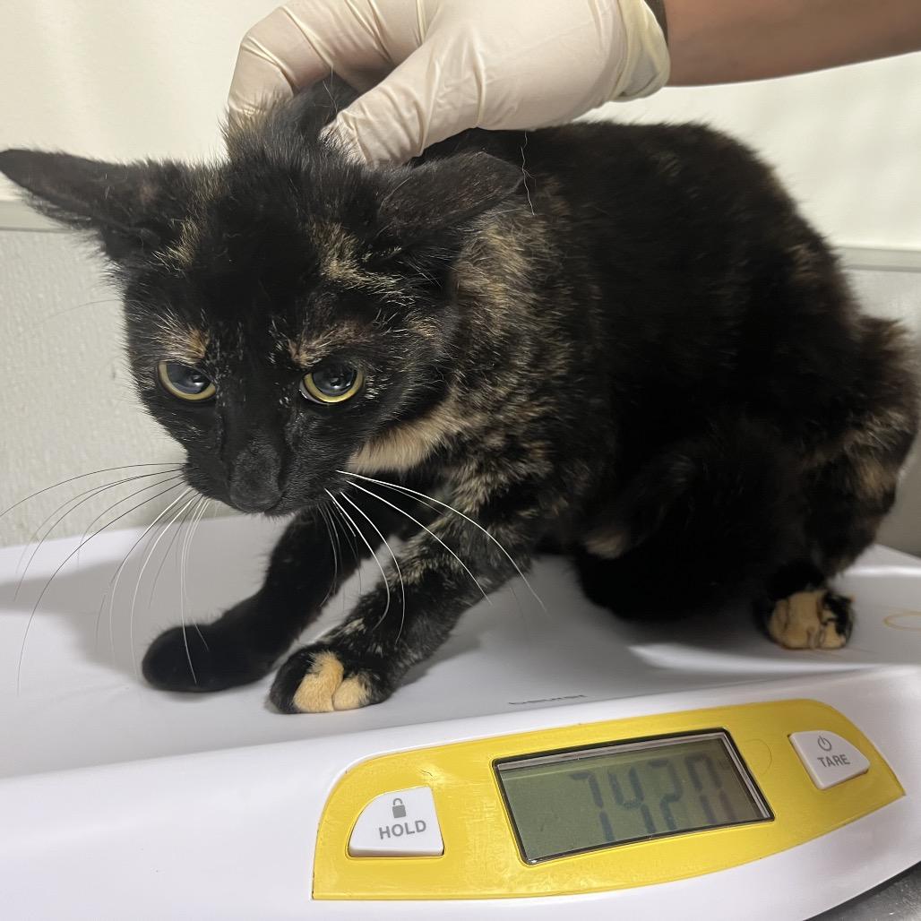 Enlarge Jeanie, a Adoptable Domestic Short Hair in Tampa, FL image 2/4