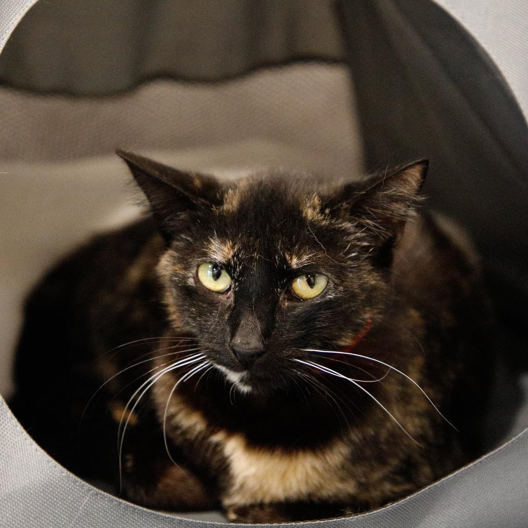 Enlarge Jeanie, a Adoptable Domestic Short Hair in Tampa, FL image 3/4