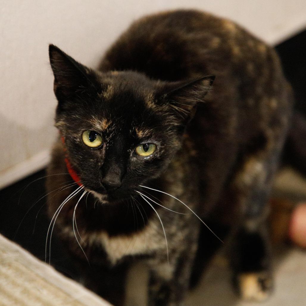 Enlarge Jeanie, a Adoptable Domestic Short Hair in Tampa, FL image 4/4