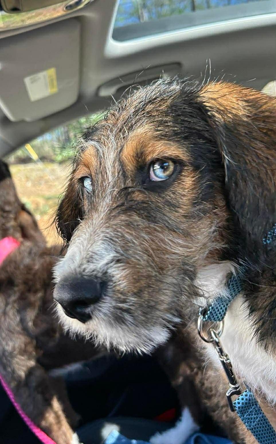 Emmett, adopted, Puppy Male Poodle & Husky.