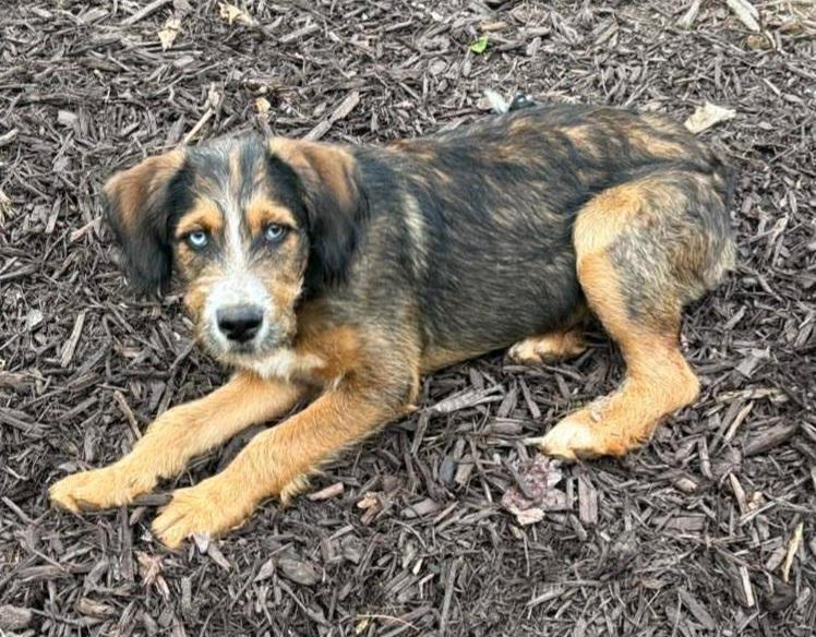 Enlarge Emmett, an adopted mixed breed in Ellijay, GA image 5/6