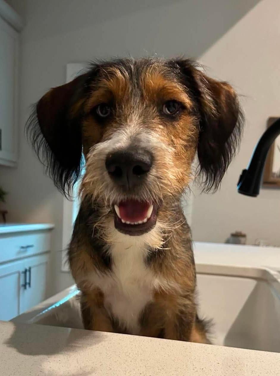 Enlarge Emmett, an adopted mixed breed in Ellijay, GA image 2/6