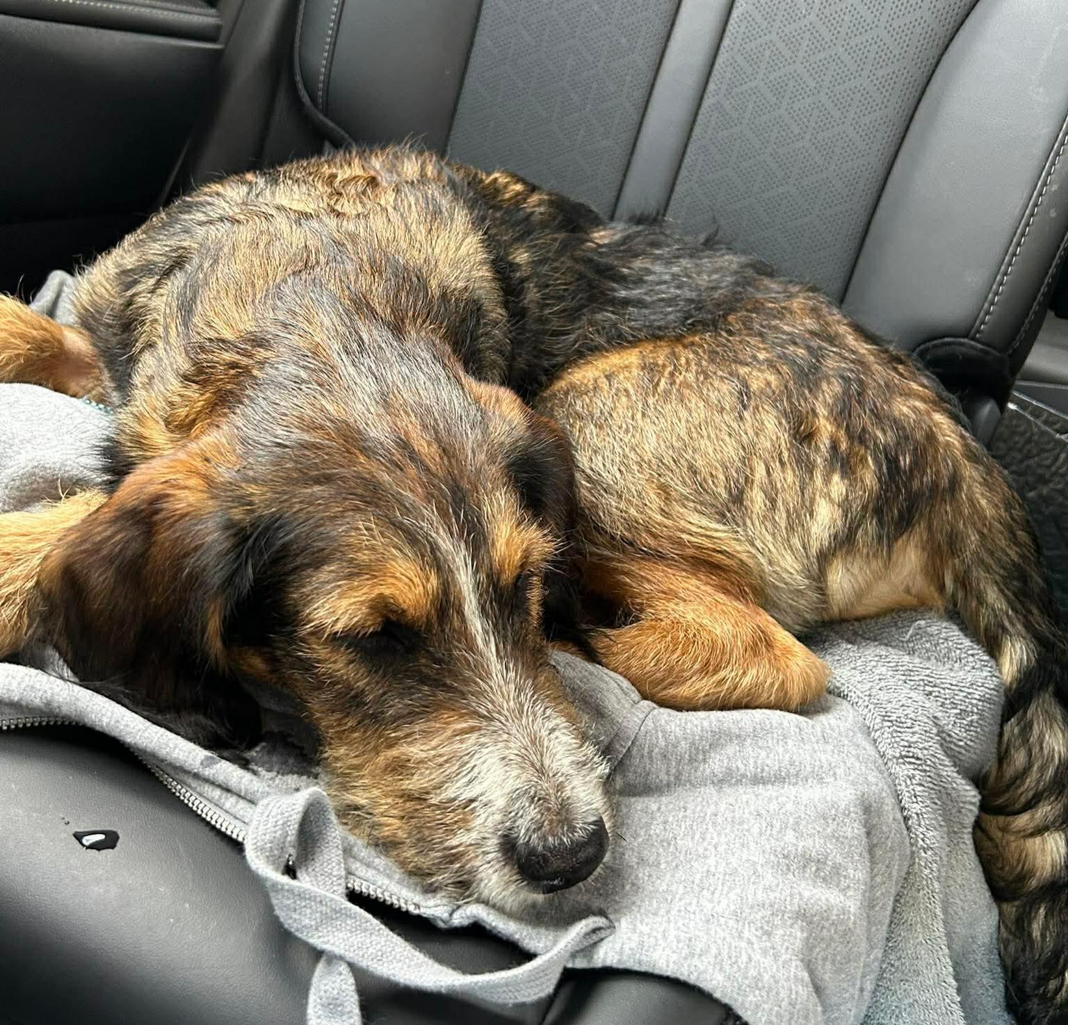 Enlarge Emmett, an adopted mixed breed in Ellijay, GA image 6/6