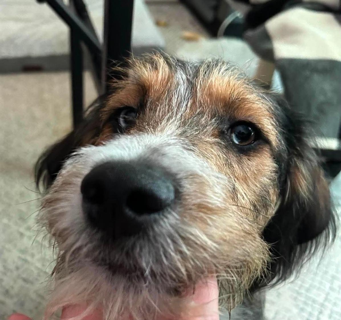 Enlarge Emmett, an adopted mixed breed in Ellijay, GA image 4/6