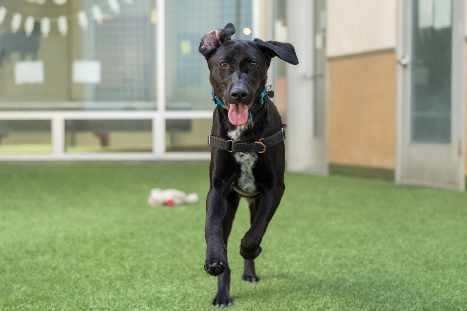 Nova, Adoptable, Young Male German Shorthaired Pointer & German Shepherd Dog.