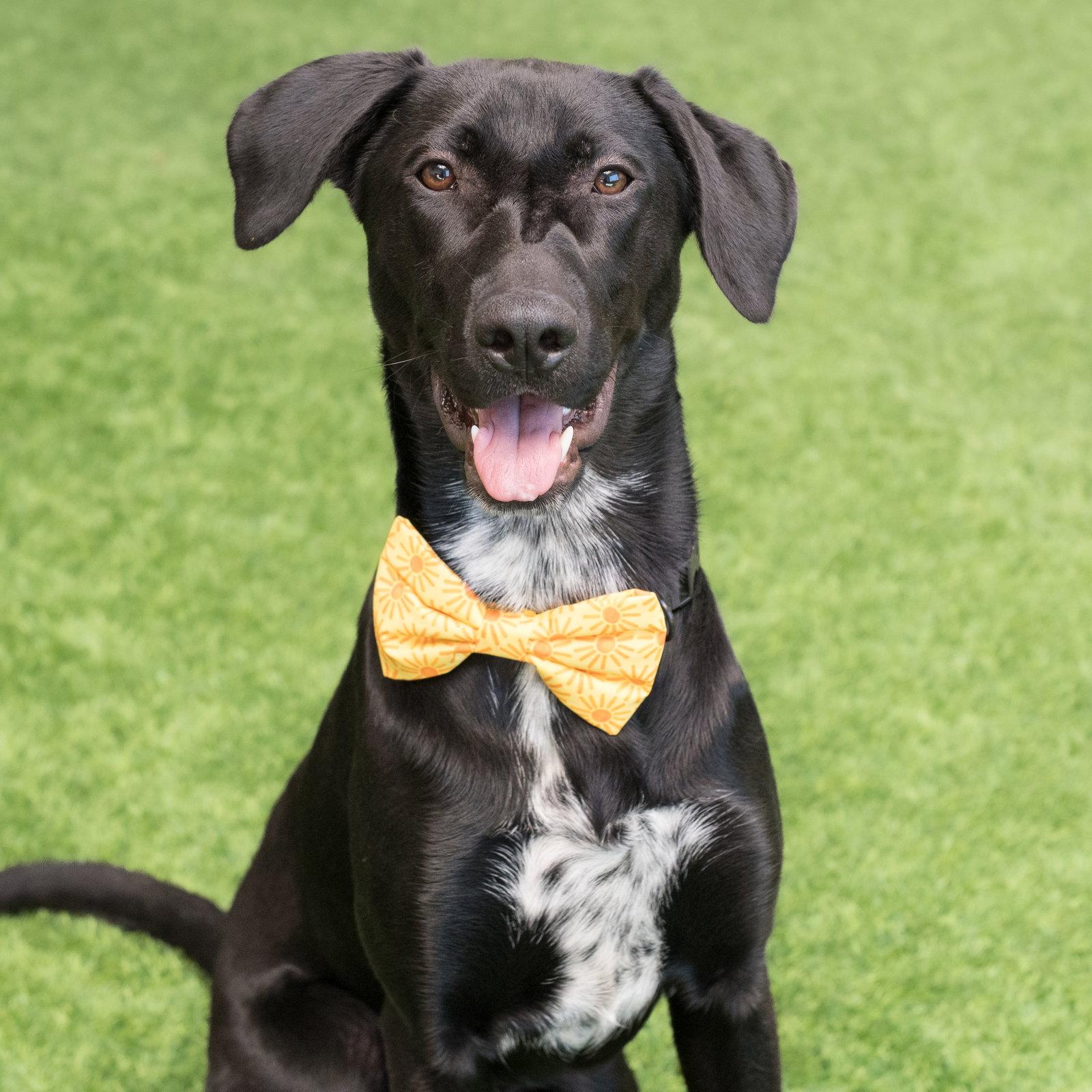 Enlarge Nova, a Adoptable mixed breed in Burlingame, CA image 2/3