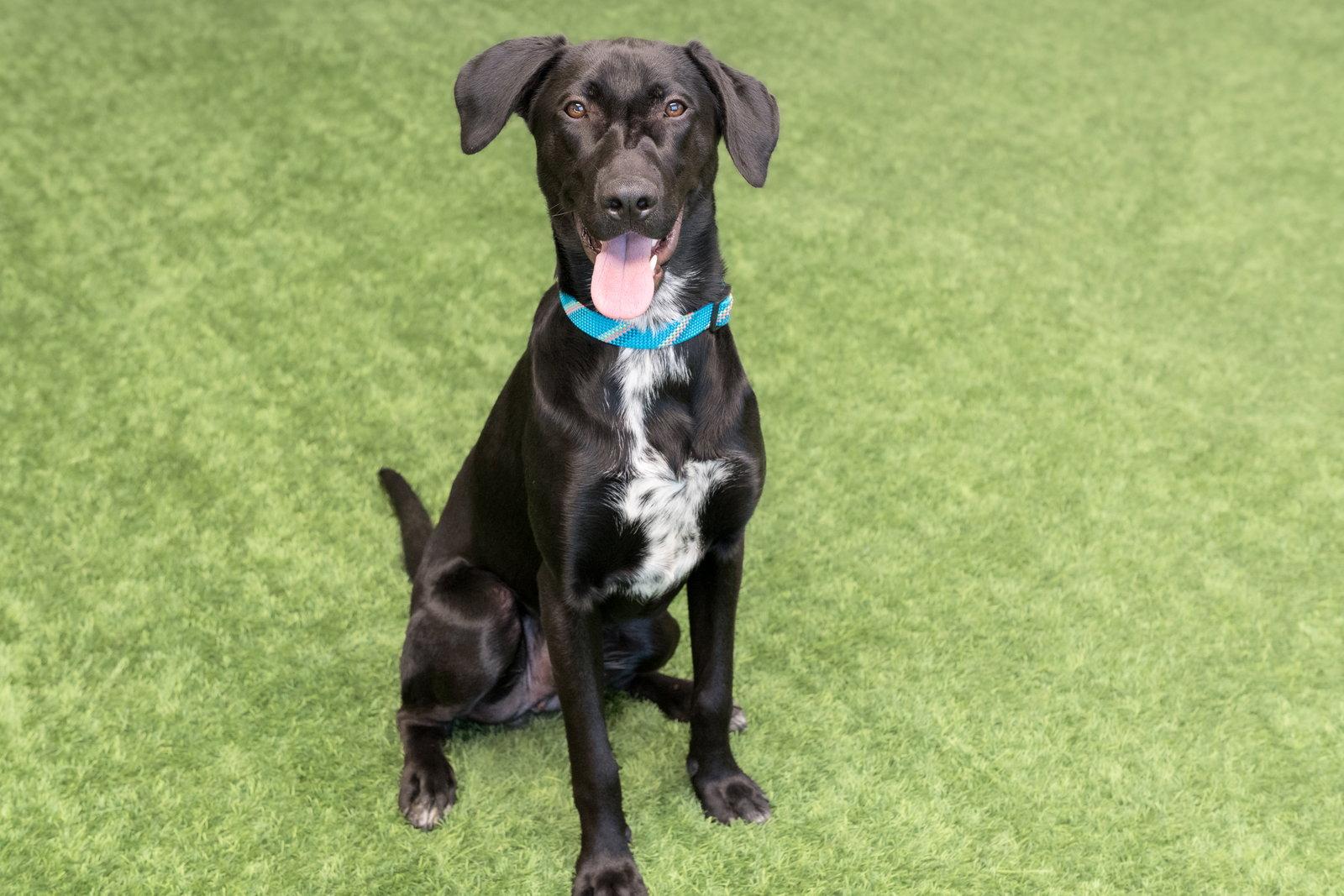 Enlarge Nova, a Adoptable mixed breed in Burlingame, CA image 3/3