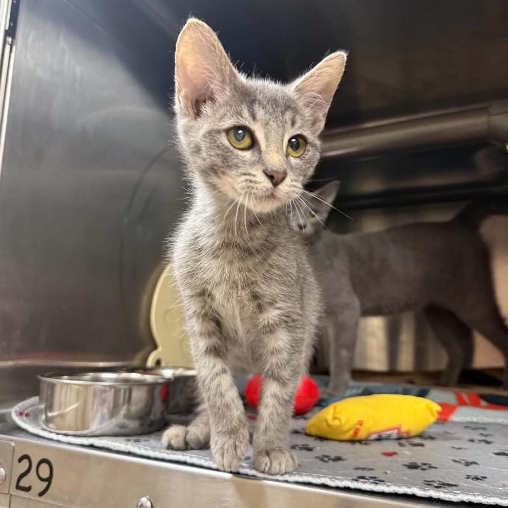 Enlarge Goblin, a Adoptable mixed breed in Caryville, TN image 1/1