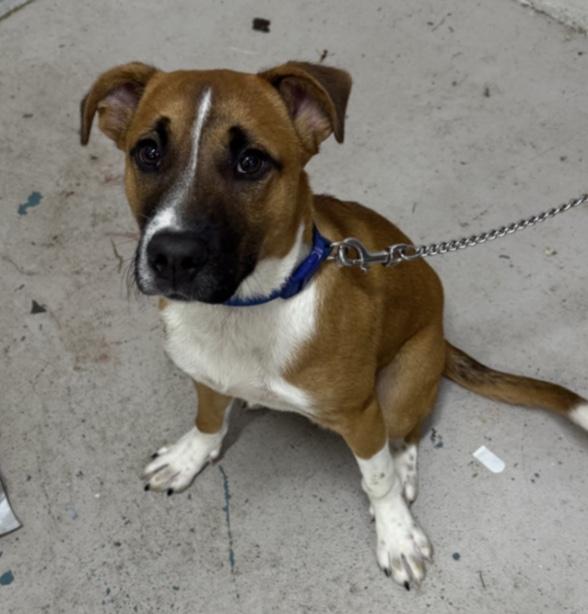 Murphy, adoptable, Puppy Male Shepherd.