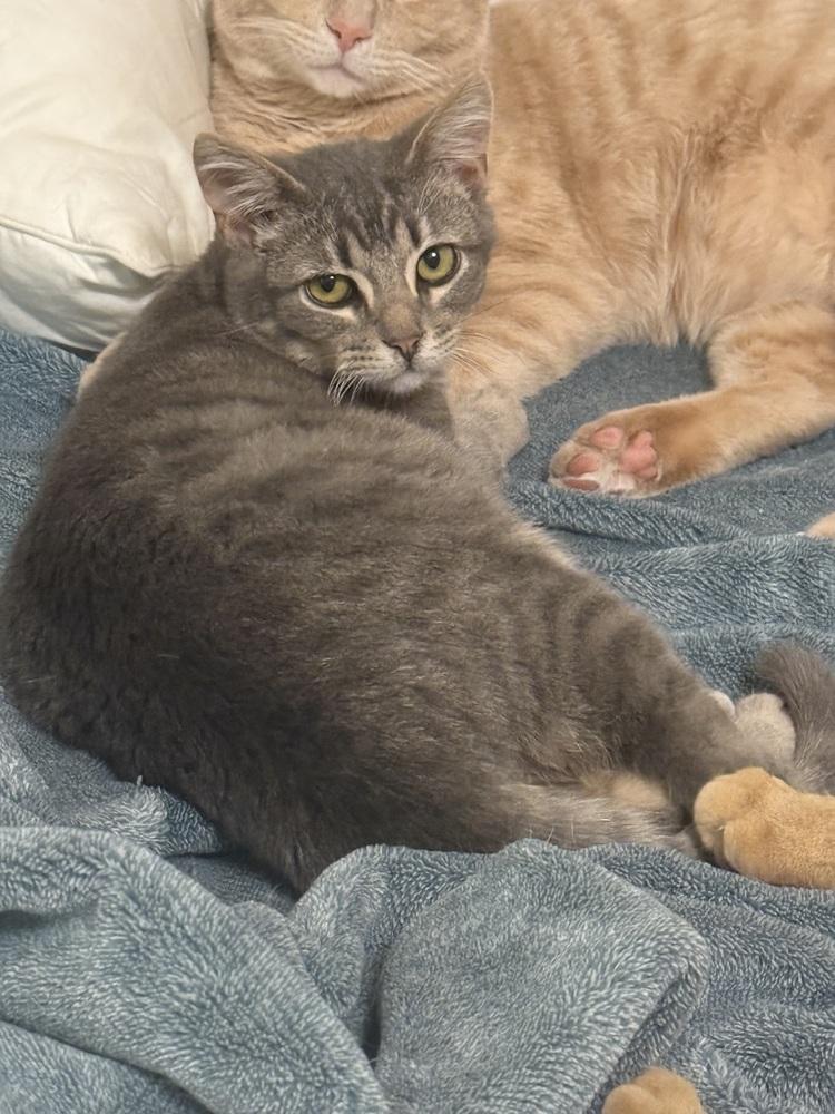 Earl Gray, Adoptable, Kitten Male Domestic Short Hair.