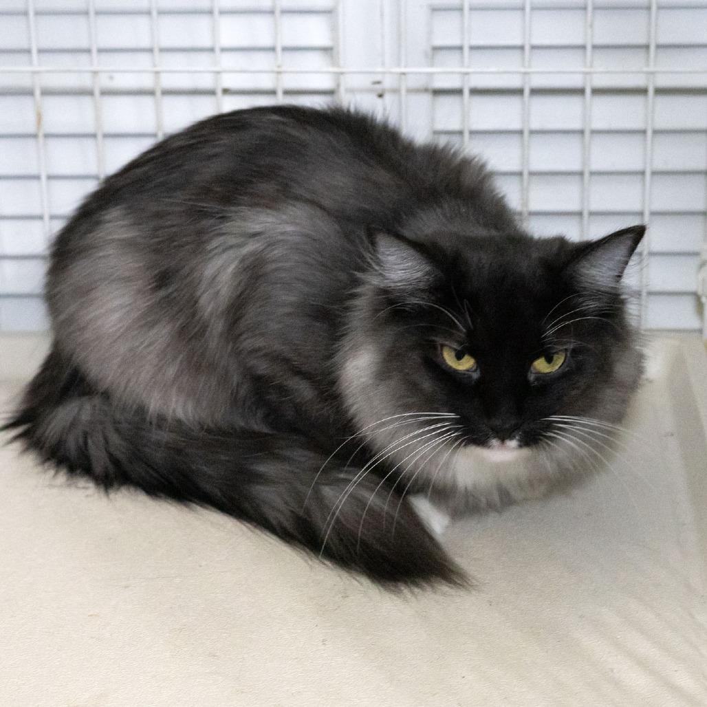 Bonnie Mae, Adoptable, Adult Female Domestic Medium Hair.