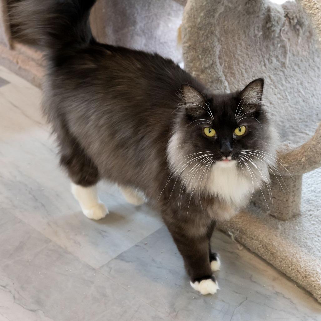 Enlarge Bonnie Mae, a Adoptable Domestic Medium Hair in McKean, PA image 2/6