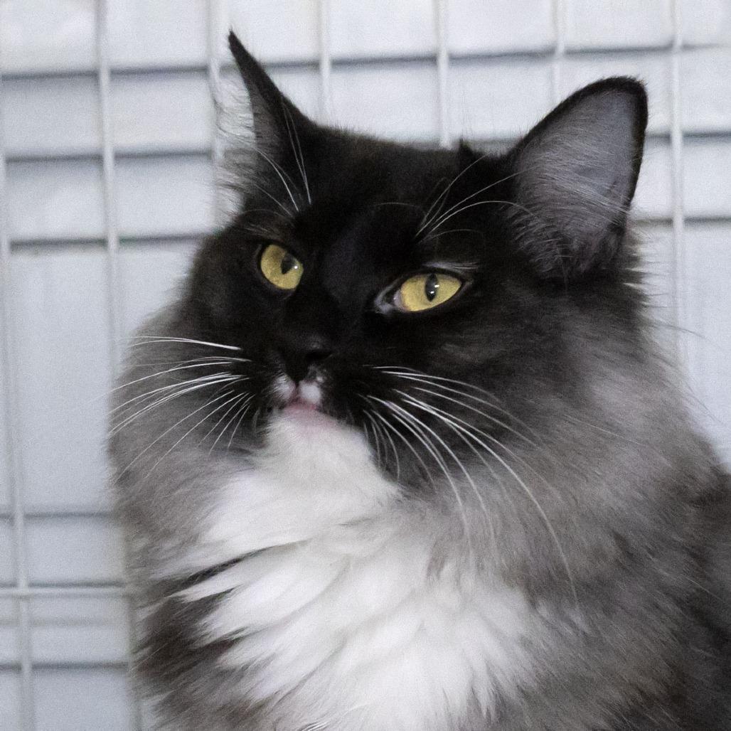 Enlarge Bonnie Mae, a Adoptable Domestic Medium Hair in McKean, PA image 3/6